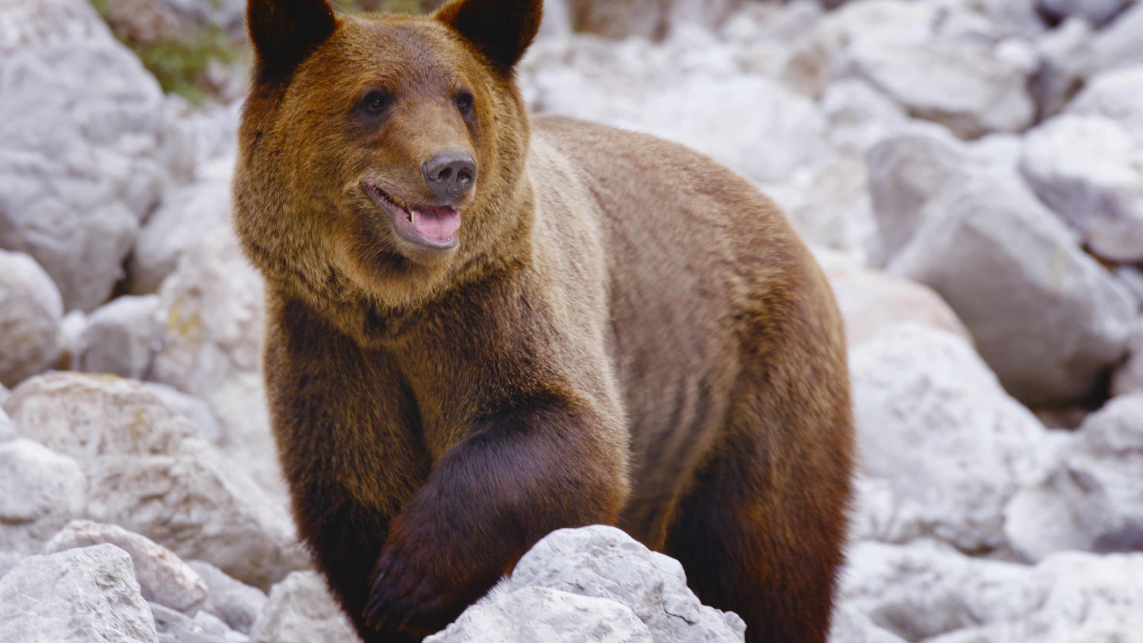 Bears of the Karawank Mountains